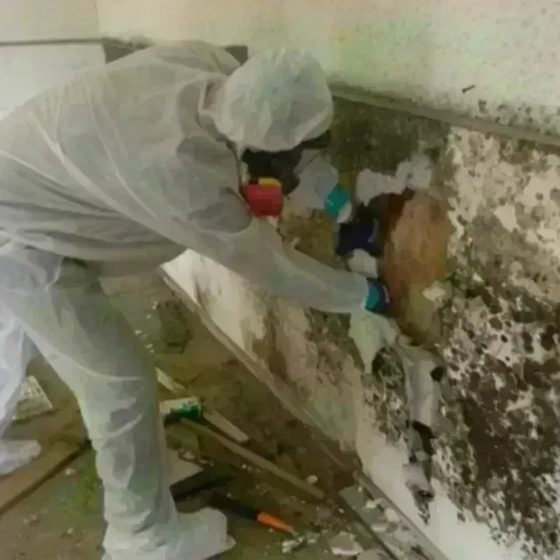 Mold Remediation and Removal in Luquillo, PR